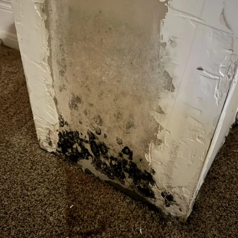Professional Mold Removal in Beulah, MI